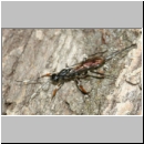 Xorides filiformis - Schlupfwespe - w01e 13mm - OS-Hasbergen Holzlagerplatz auf Eiche det06.jpg